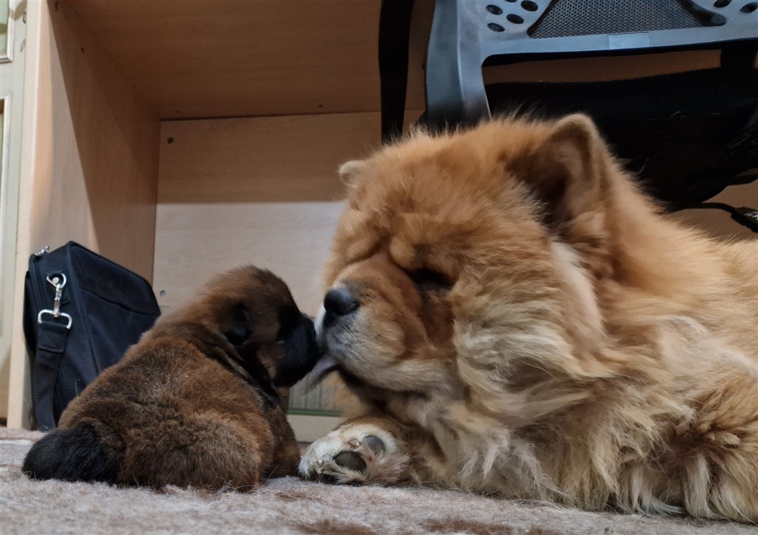Mamma Chow Chow con i cuccioli