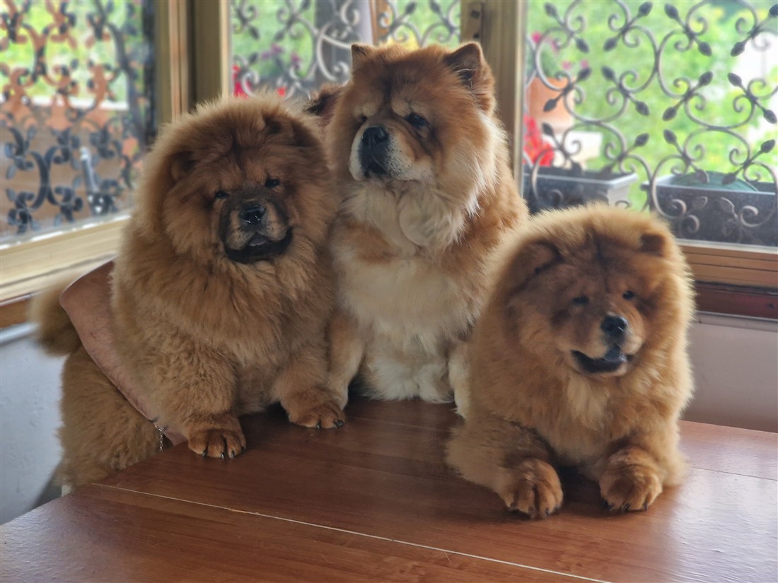 Tre Chow Chow insieme sulla terrazza